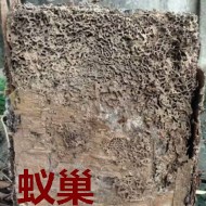 別墅墻體挖出超大白蟻巢?。?！